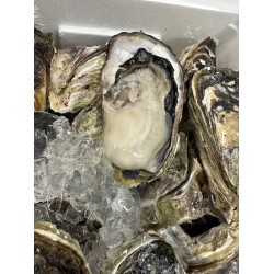 日向灘産牛奶岩牡蠣（天然）