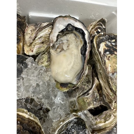 日向灘産牛奶岩牡蠣（天然）