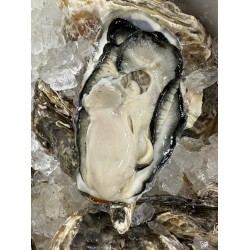 長崎県壱岐島産岩蛎（特大）