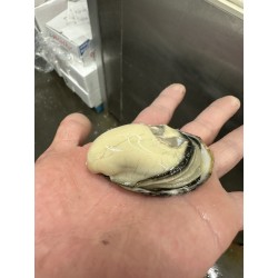 廣田湾産真牡蠣＜かんの＞