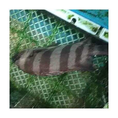 活〆石鯛1.5kg大原港