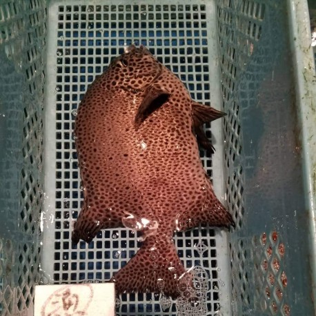 活〆天然勘八1.7㎏大原港